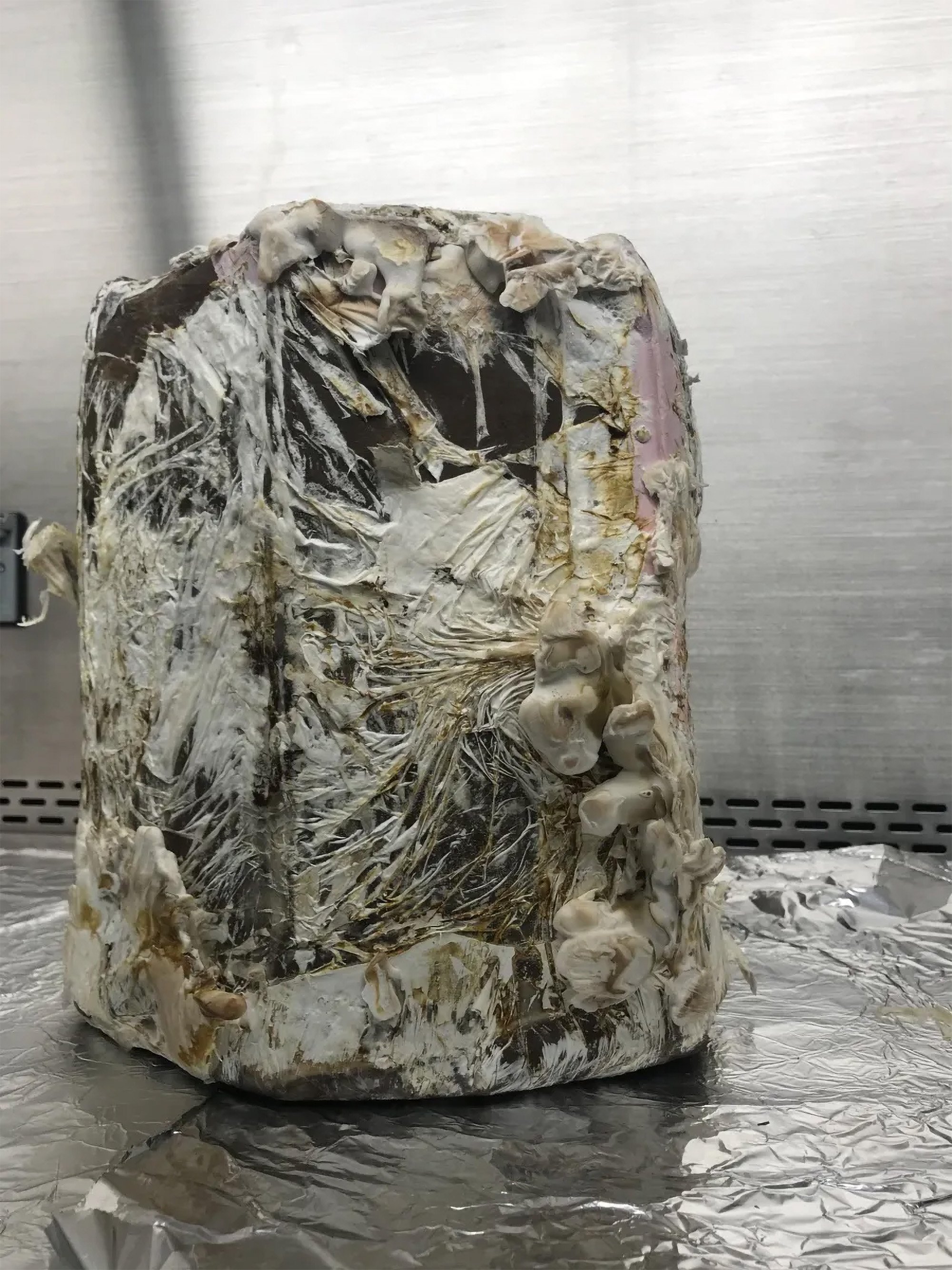 A stool constructed out of mycelia after two weeks of growth. The next step is a baking process process that leads to a clean and functional piece of furniture. Credits: 2018 Stanford-Brown-RISD iGEM Team